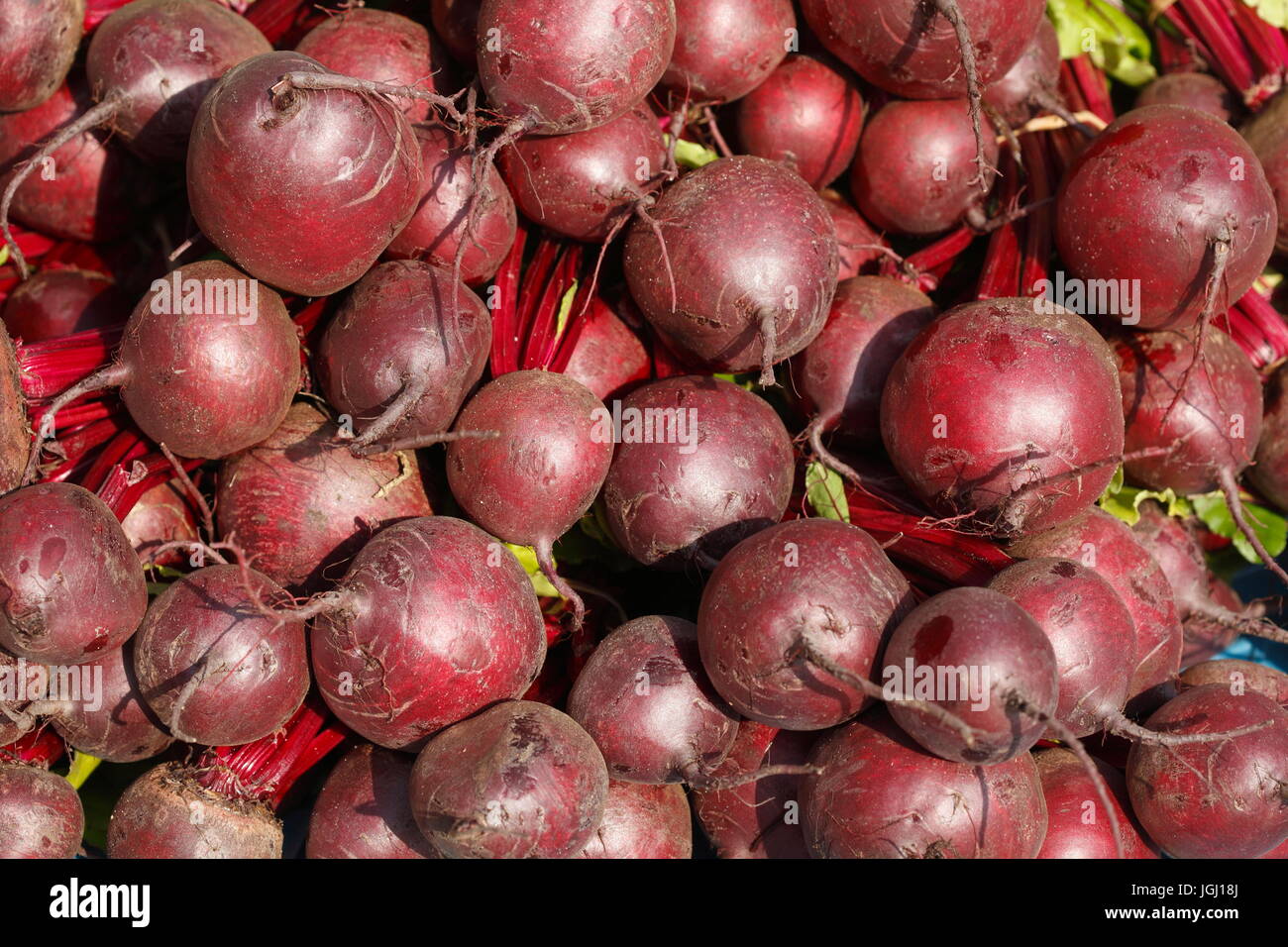 rote Rüben Wurzeln (Beta Vulgaris Vulgaris) auf einem Marktstand Stockfoto