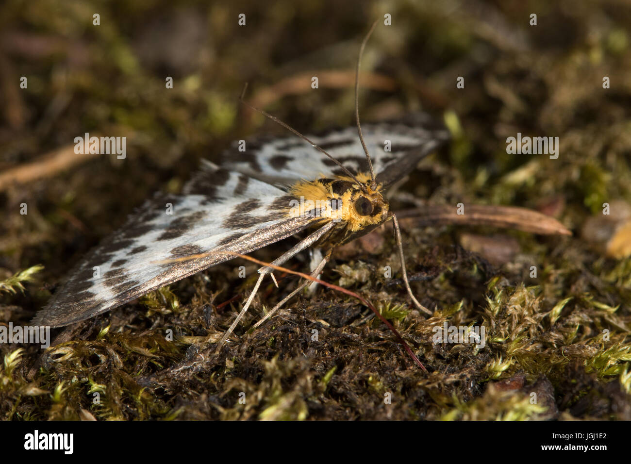 Kleine Elster (Anania Hortulata) Motte Stockfoto