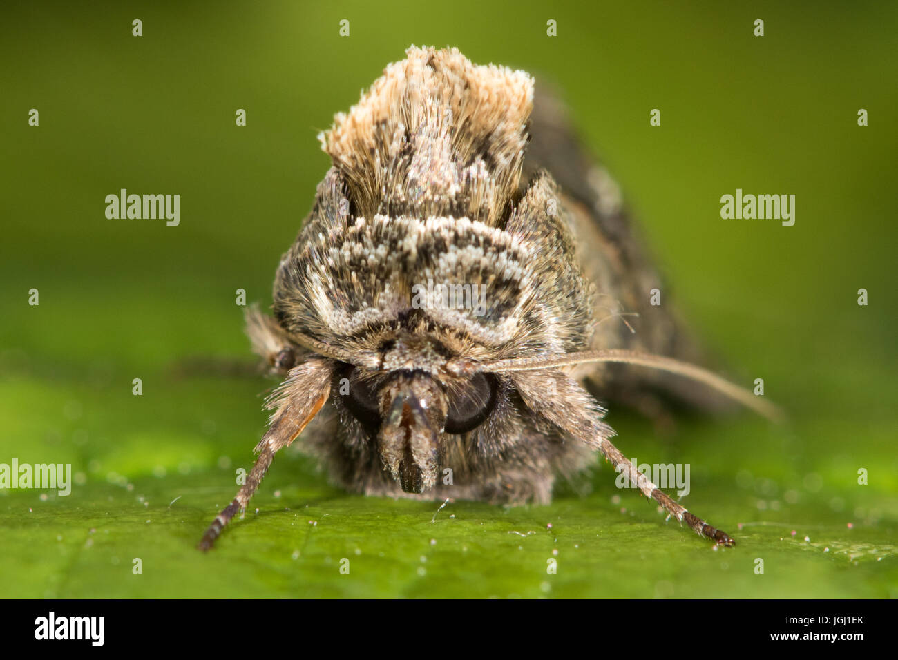 Kopfschuss Spektakel Moth (Abrostola Tripartita) Stockfoto