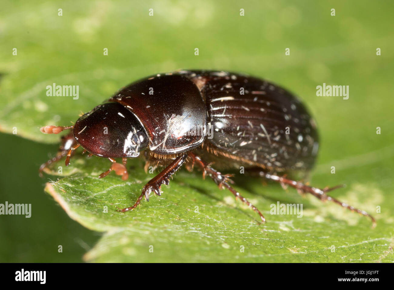 Skarabäus-Käfer (Aphodius sp.) Stockfoto