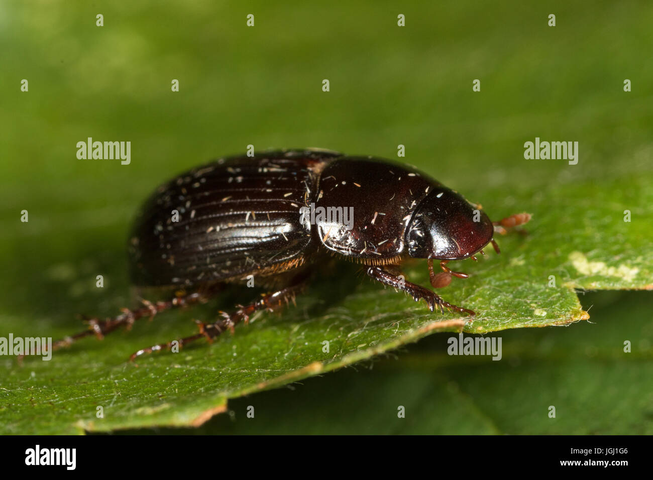 Skarabäus-Käfer (Aphodius sp.) Stockfoto