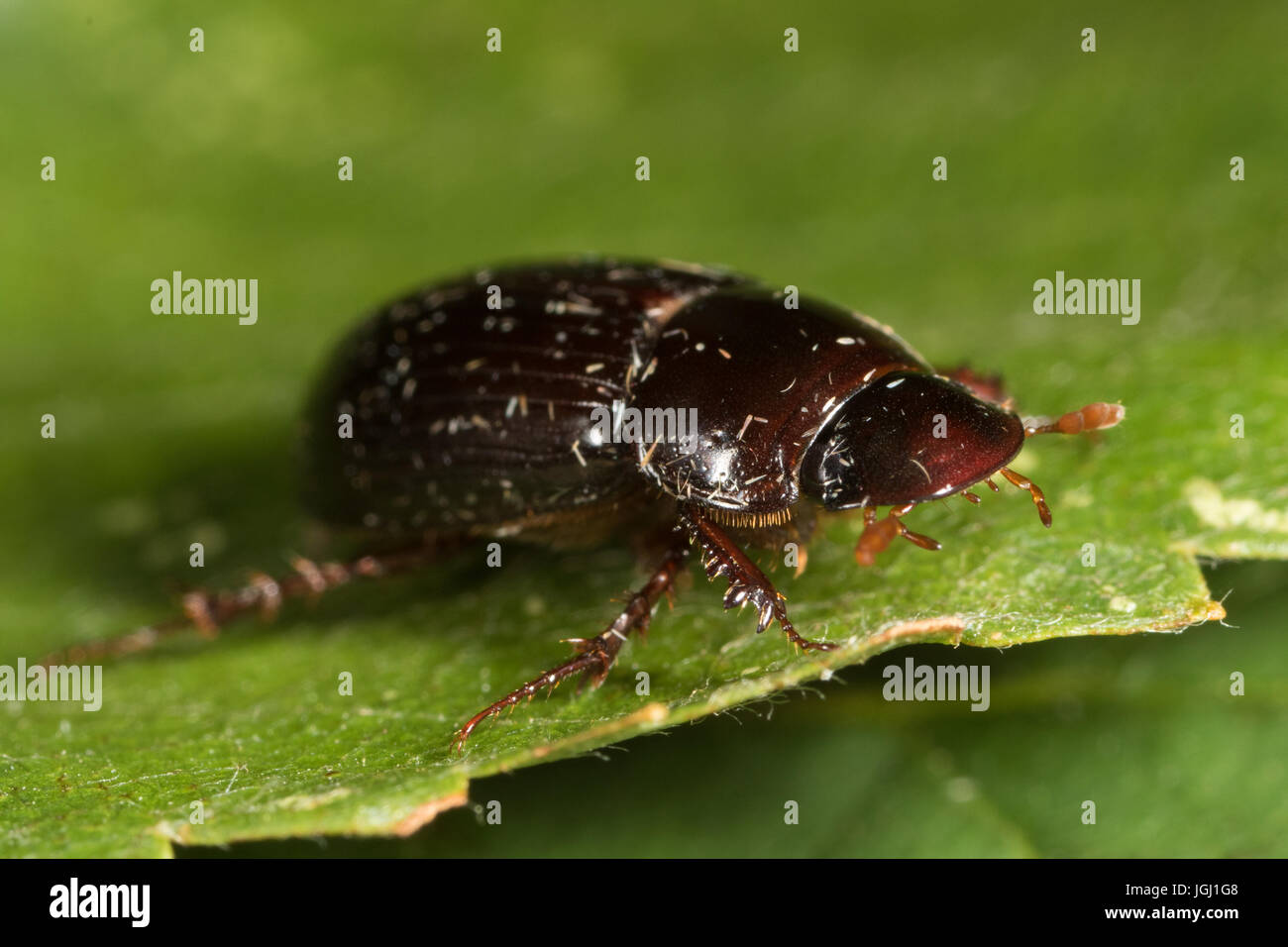 Skarabäus-Käfer (Aphodius sp.) Stockfoto