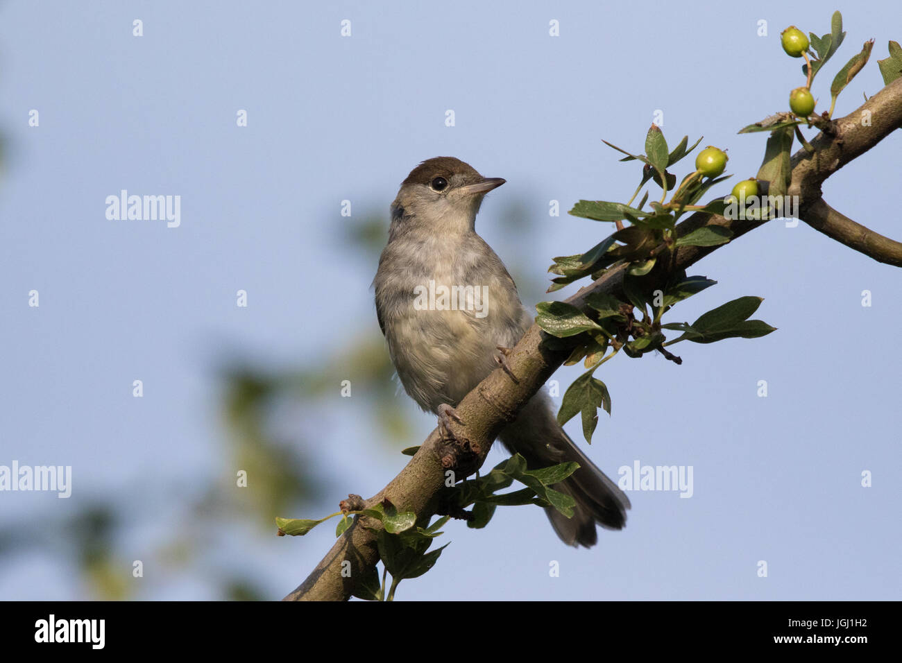 weibliche Mönchsgrasmücke (Sylvia Atricapilla) Stockfoto