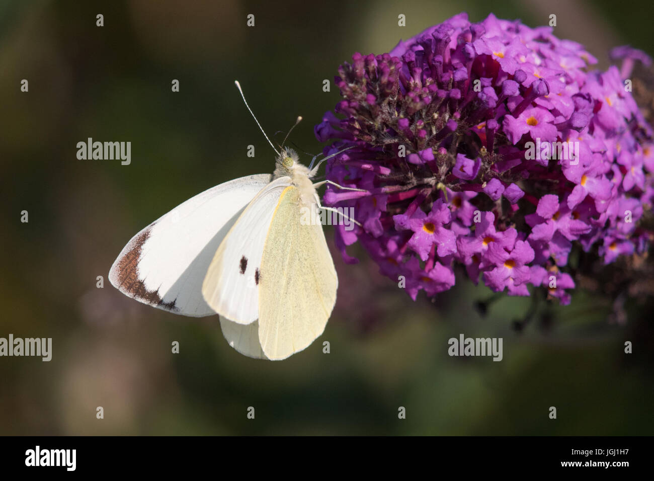 männliche Large White Butterfly (Pieris Brassicae) ernähren sich von den Blüten der Schmetterlingsstrauch (Buddleja Davidii) Stockfoto