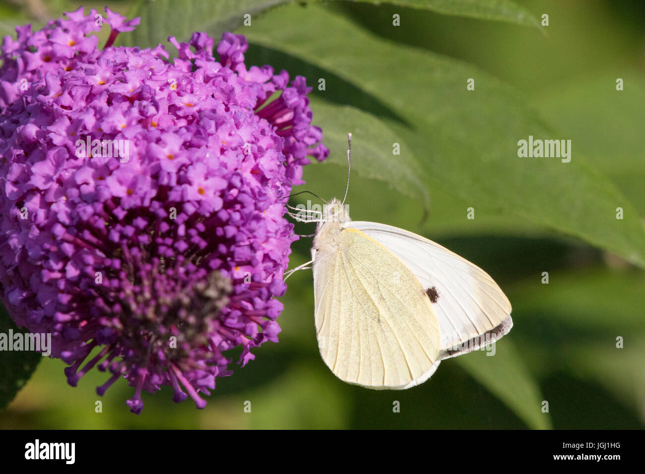 männliche Large White Butterfly (Pieris Brassicae) ernähren sich von den Blüten der Schmetterlingsstrauch (Buddleja Davidii) Stockfoto