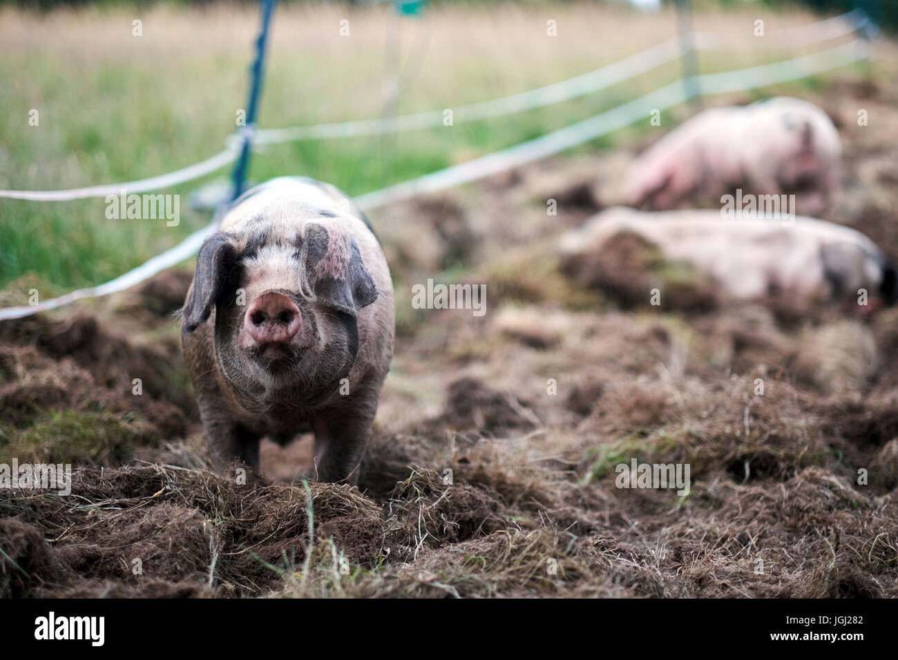 Ferkel (Sus Scrofa Domestica) auf einem Bio-Bauernhof Stockfoto