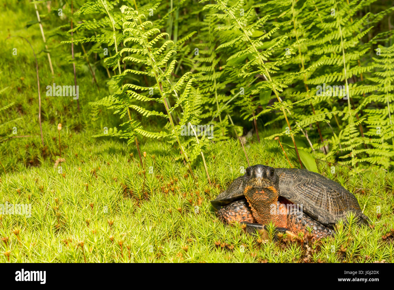 Holz Schildkröte Stockfoto