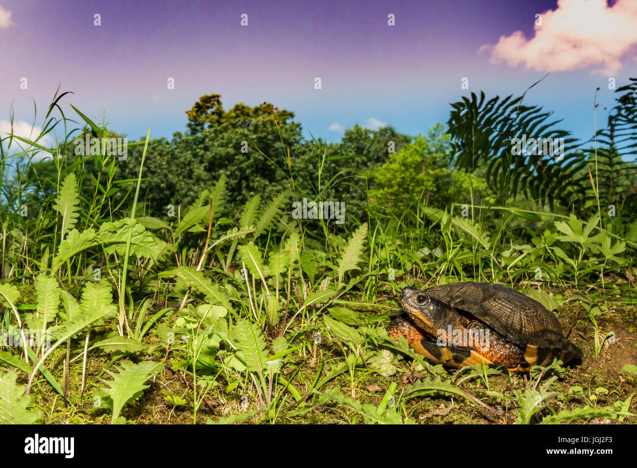 Holz Schildkröte Stockfoto