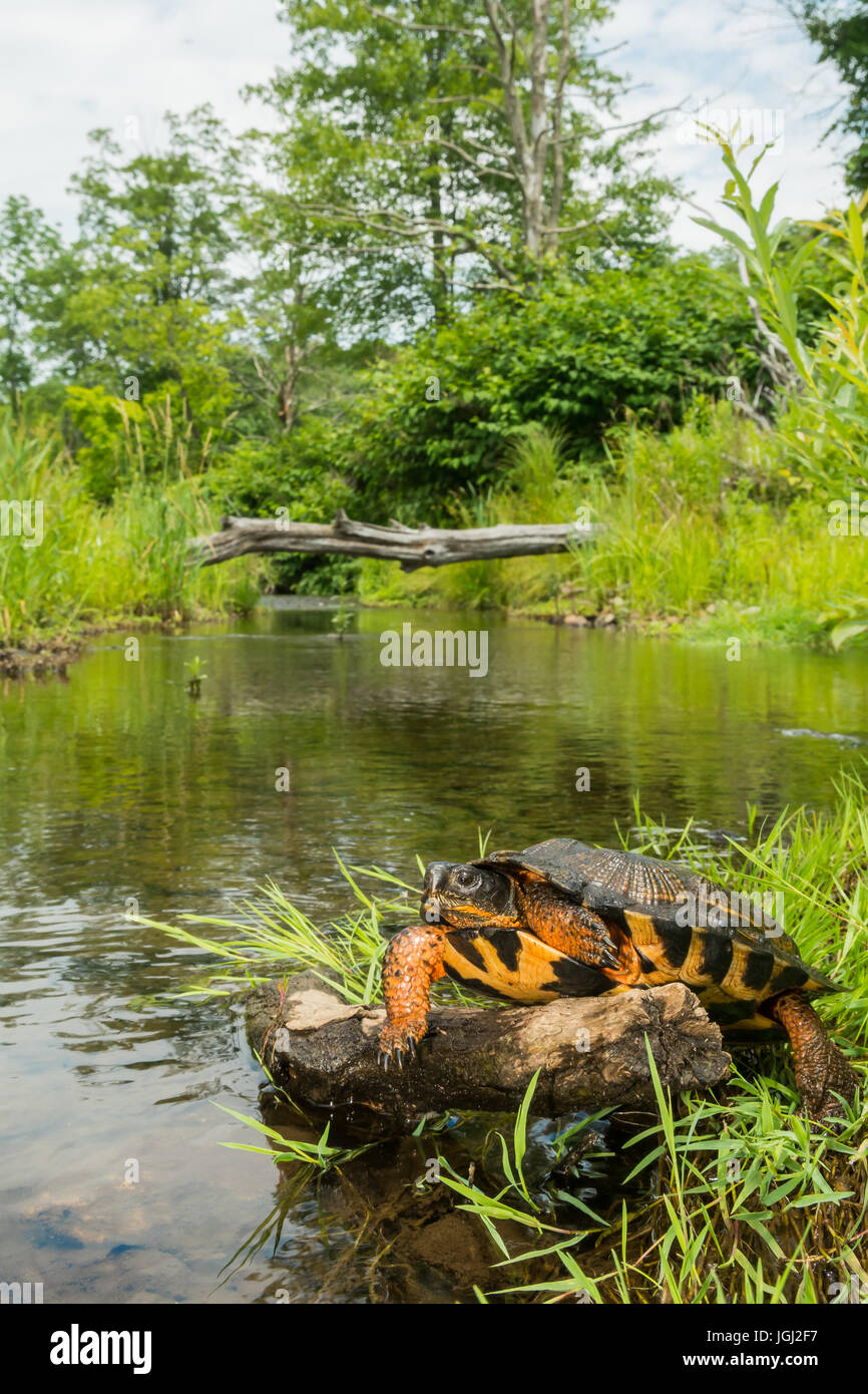 Holz Schildkröte Stockfoto