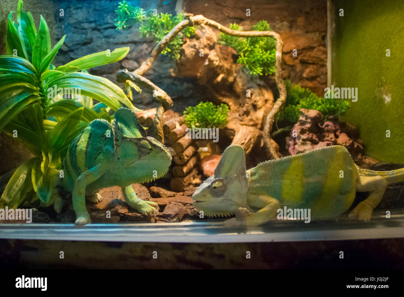 Zwei Chamäleons im Terrarium Stockfotografie - Alamy