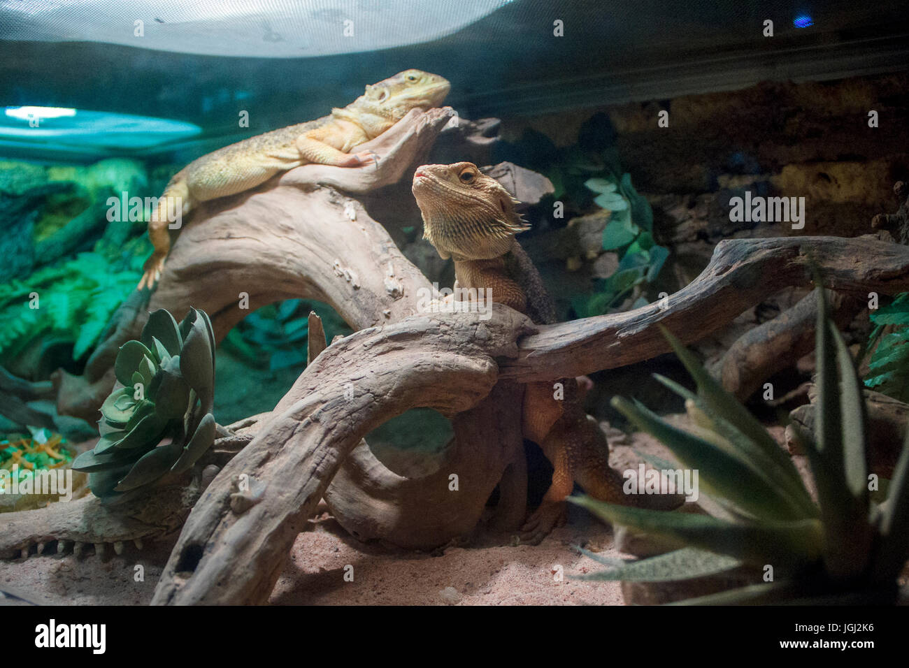 Zwei östliche Bartagamen im Terrarium Stockfotografie Alamy