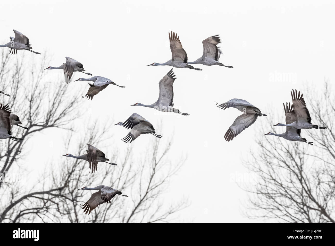 Kraniche, Antigone Canadensis, fliegen von und nach Fütterung und Schlafplatz Orte im März auf der Platte River Valley-Migration-Zwischenstopp in der Nähe von Kearn Stockfoto