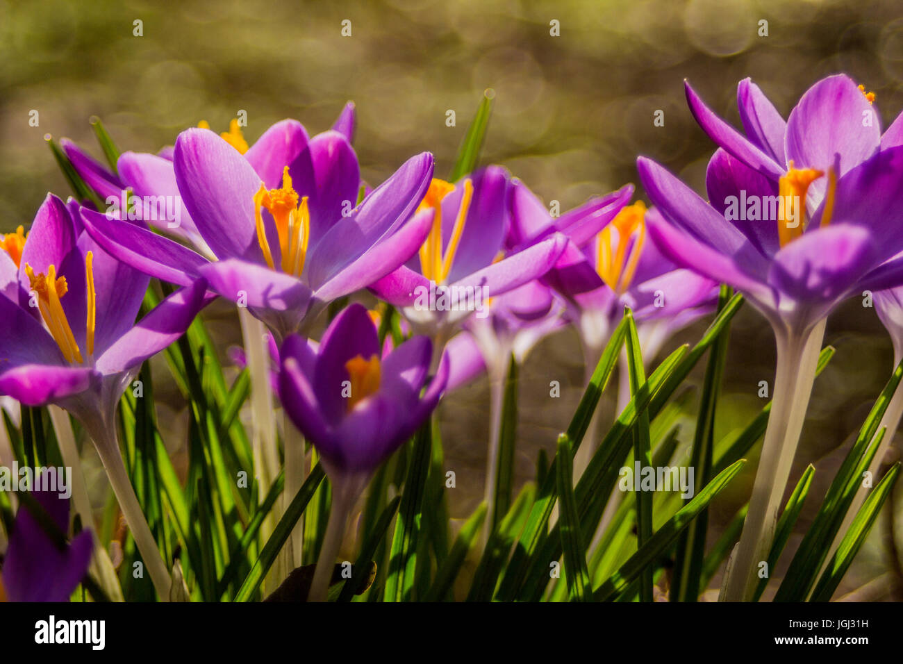Krokus (plural: Krokusse oder Croci) ist eine Gattung von Blütenpflanzen in der Iris-Familie Stockfoto