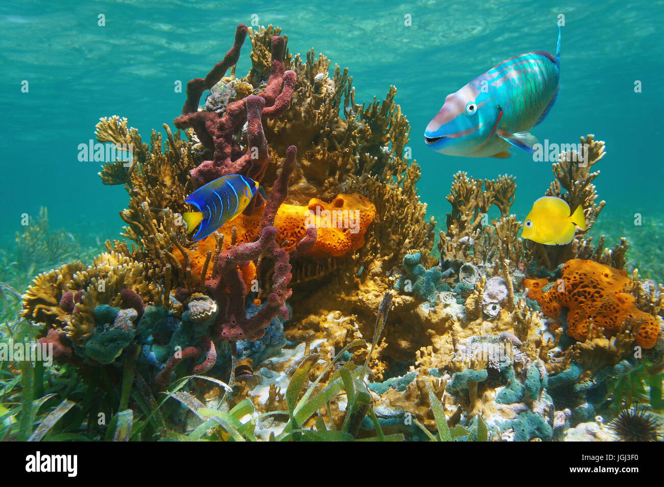 Bunte tropische Unterwasserwelt unter Wasser mit Fischen, Korallen und Schwämme, Atlantik, Bahamas Stockfoto