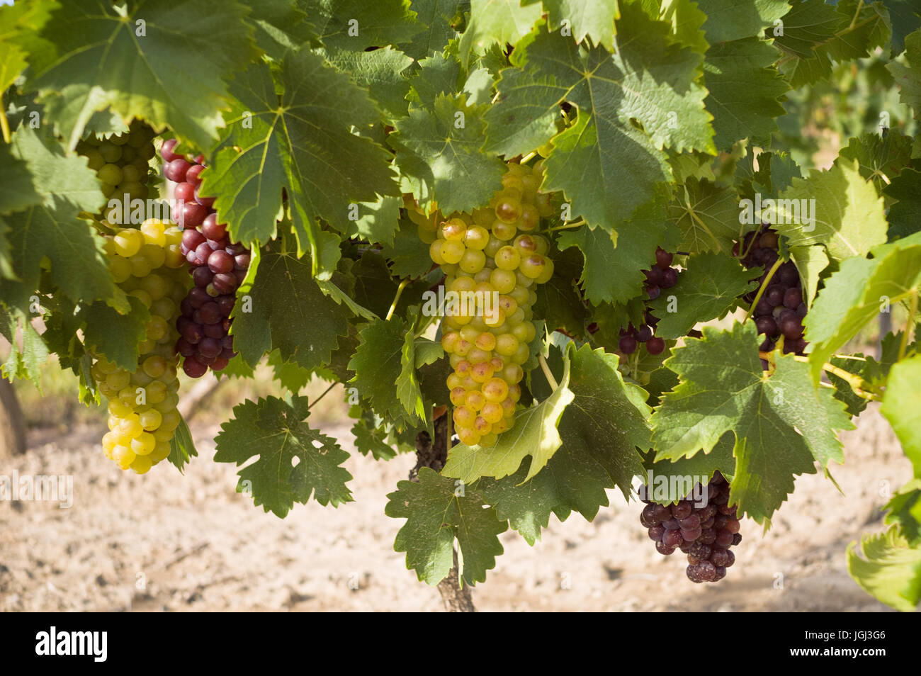 Nahaufnahme der mehrere weiße und rote Trauben mit Blättern in einer französischen Weinberg des Diois Region. Stockfoto