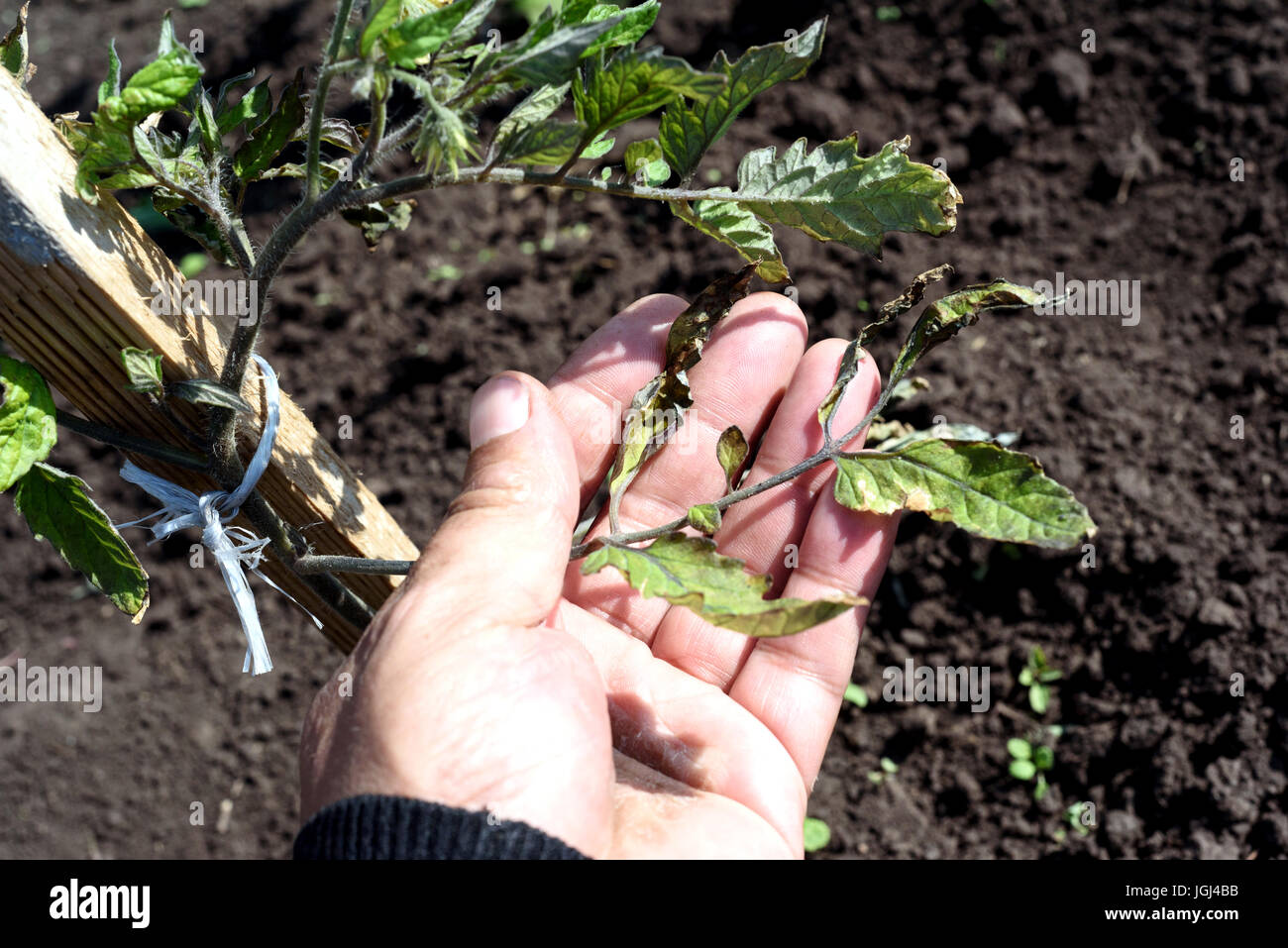 Männliche Hand inspiziert eine vom Wind verwehten Tomatenpflanze in einem Garten vor den starken Winden beschädigt. Blattspitzen sind knackig und durch Stürme zerstört. Stockfoto