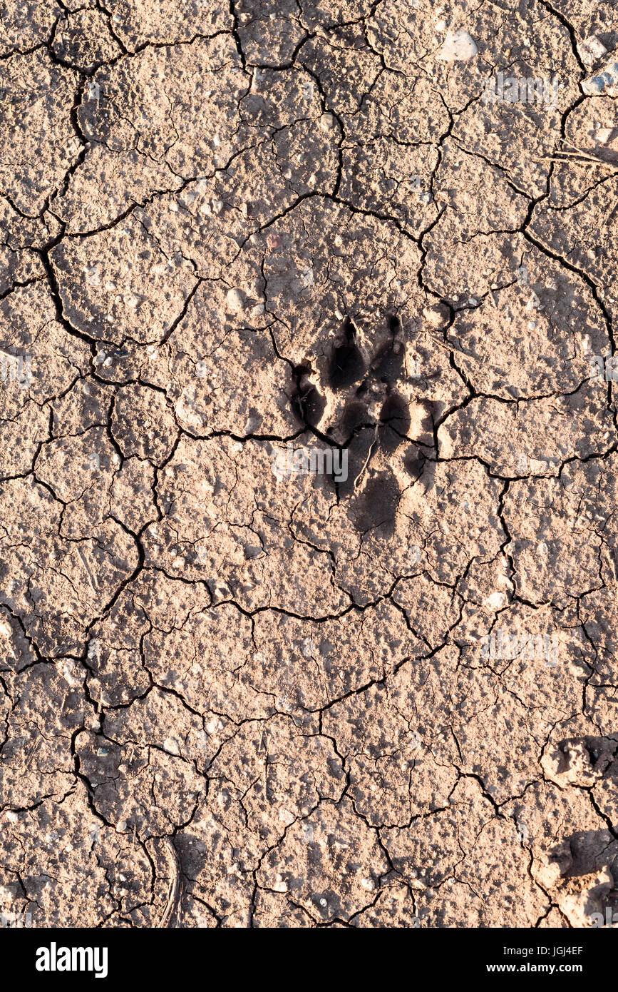 Getrocknete Drucken eines wilden Tieres wie Hund oder Kojoten auf einem trockenen Schlamm Weg Stockfoto