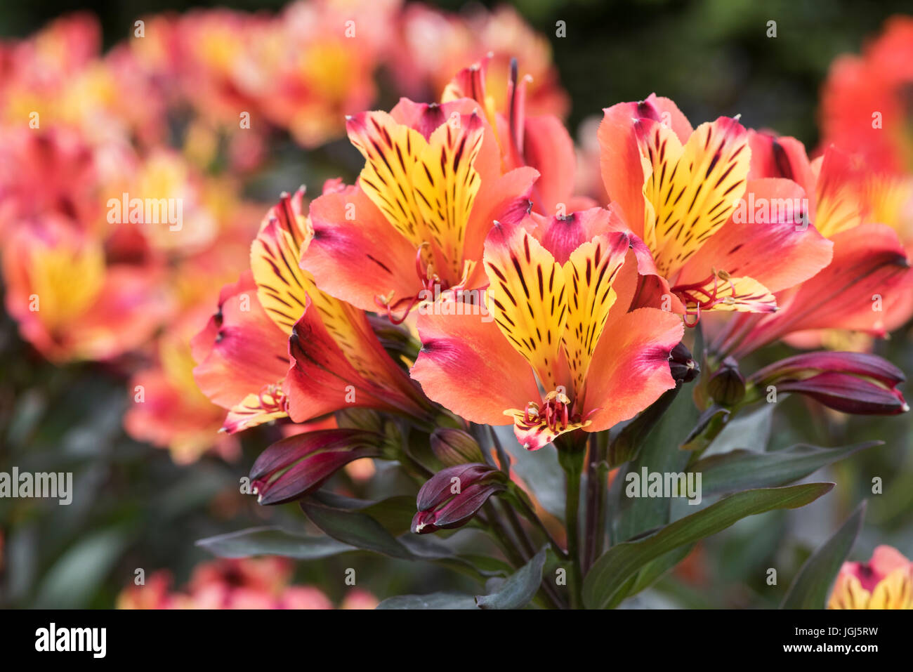 Alstroemeria 'Indian Summer'. Peruanische Lilie Blumen Stockfoto