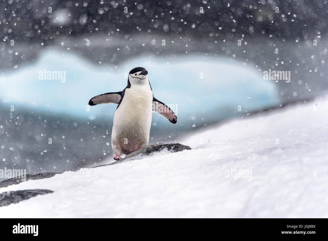 Kinnriemen Pinguin zu Fuß bergauf in einem Schneesturm in der Antarktis Stockfoto