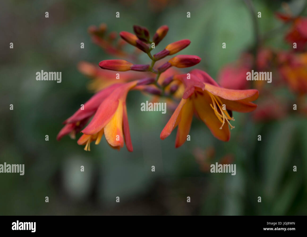 Montbretia - Orange/rot floer Stockfoto