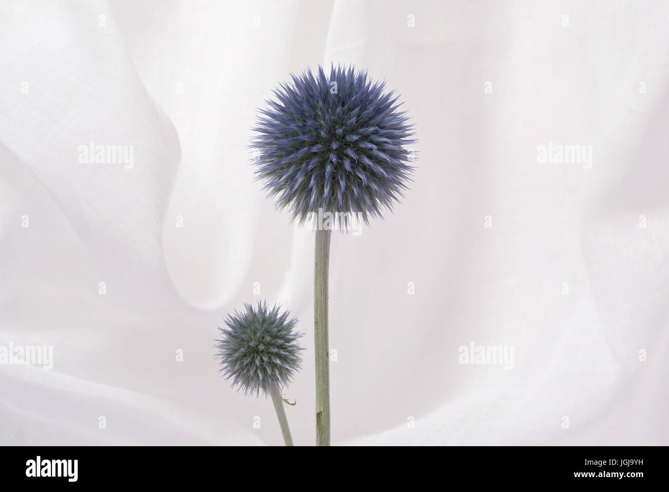 Studie einer Fingerhut Blume Nahaufnahme Stockfoto