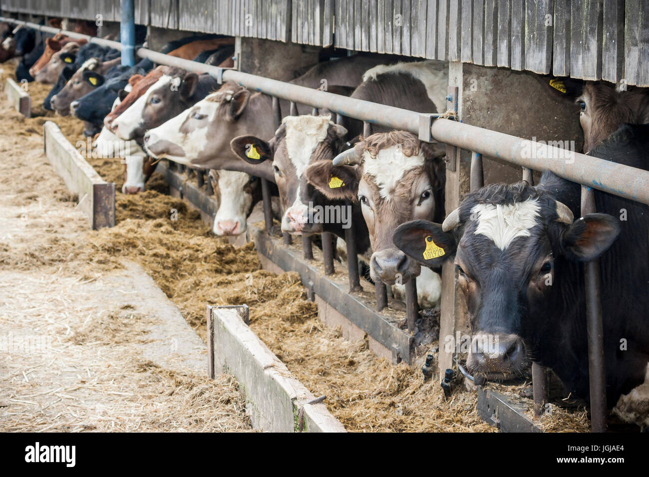 Intensiv bewirtschaftete Rinder in einer Scheune mit Futtertrog. Stockfoto
