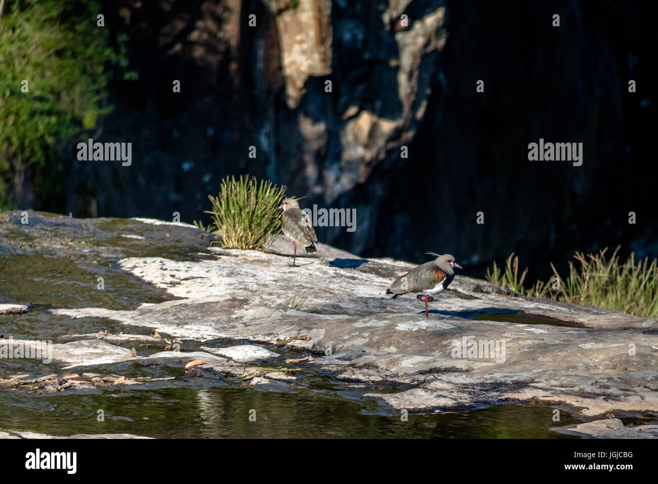Südlichen Kiebitz Vögel am Salto Ventoso Park - Farroupilha, Rio Grande do Sul, Brasilien Stockfoto