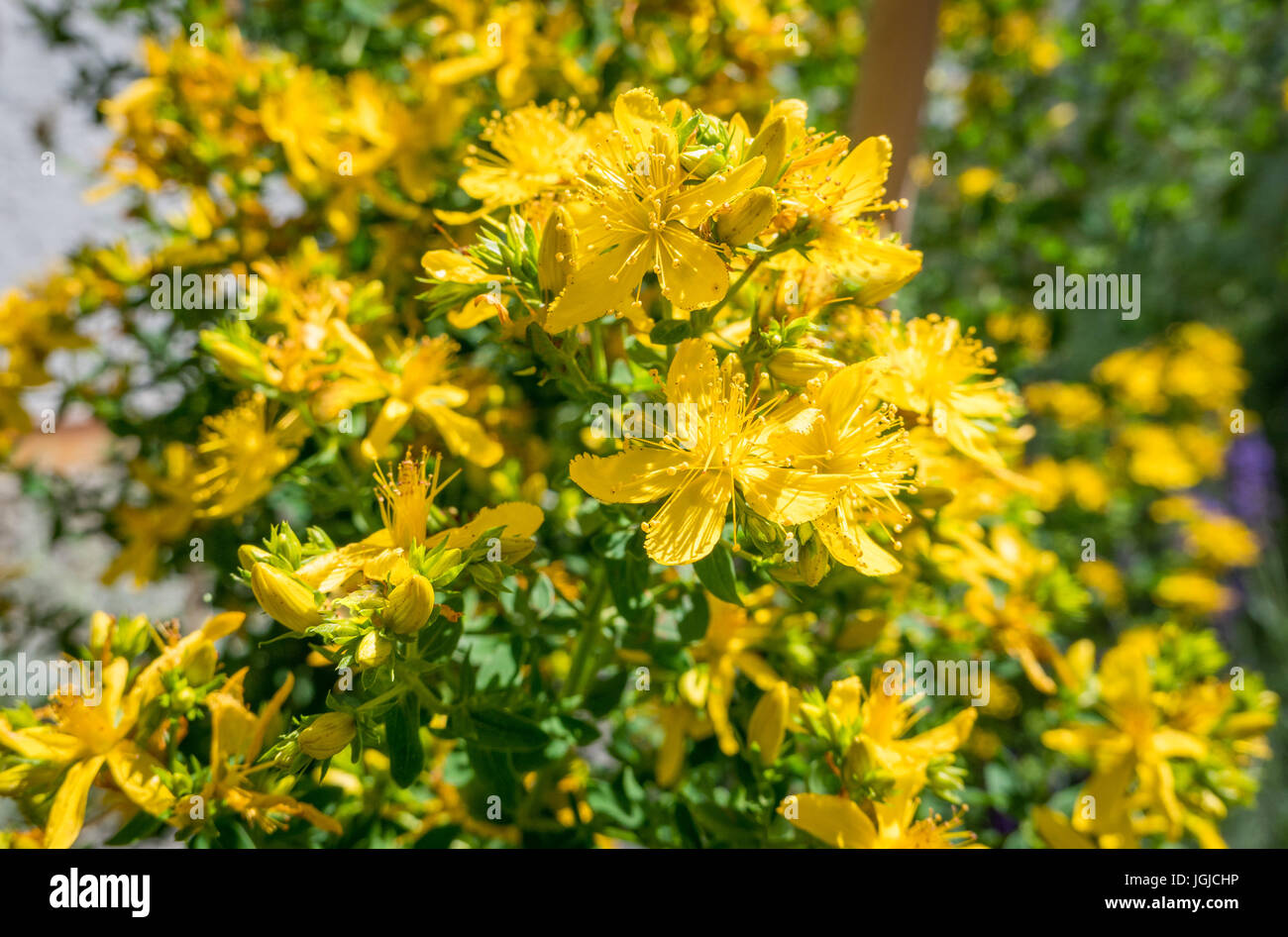 St. John´s Wort, Tipton Unkraut, Kolophonium Rose, Hypericum Perforatum, Bayern, Deutschland, Europa Stockfoto