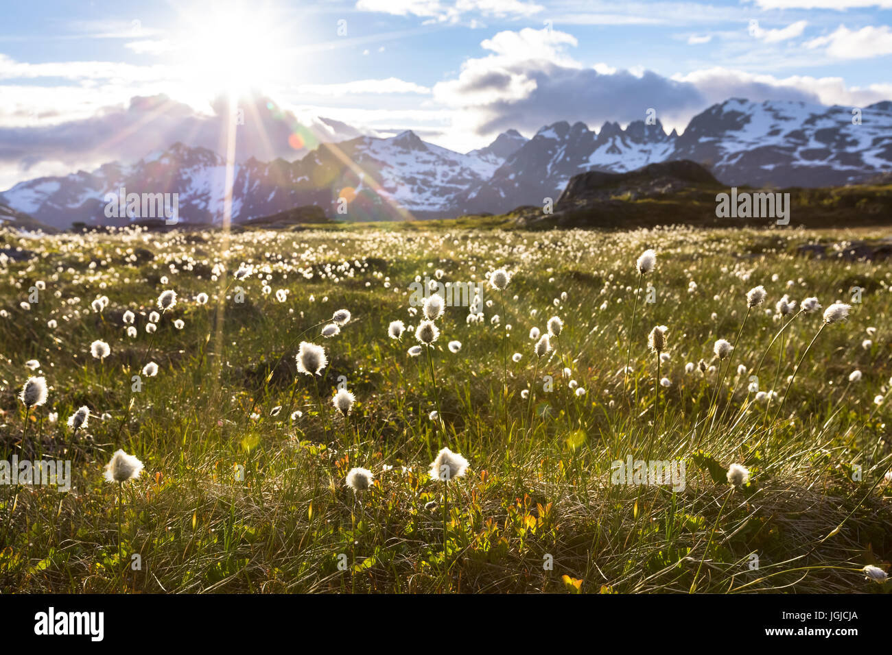 Norwegische Landschaft im Sommer mit Sonne und Berge im Hintergrund und Wollgras Wollgras in Blüte steht im Vordergrund, Norwegen Stockfoto