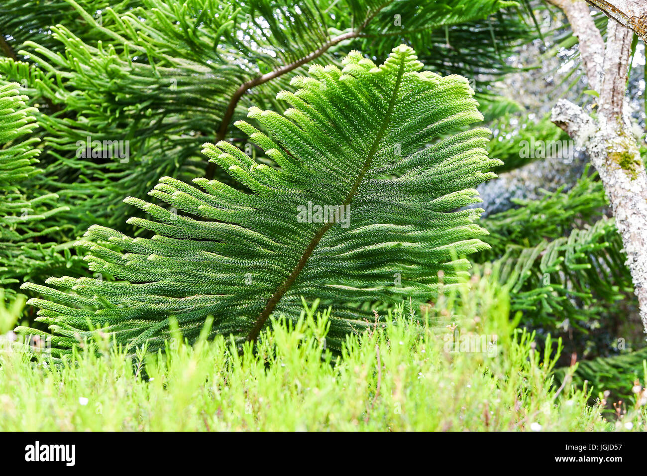 Tresco Abtei Gärten, Tresco Insel, Isles of Scilly, England, Vereinigtes Königreich. Stockfoto Tresco Abtei Gärten, Tresco Insel, Isles of Scilly, England, Vereinigtes Königreich. Stockfoto