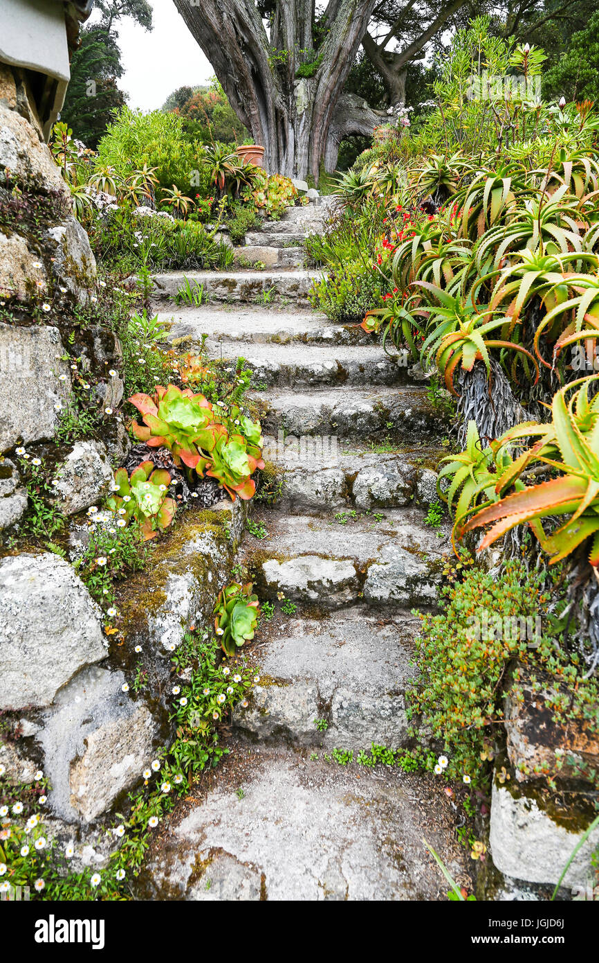 Tresco Abtei Gärten, Tresco Insel, Isles of Scilly, England, Vereinigtes Königreich. Stockfoto Tresco Abtei Gärten, Tresco Insel, Isles of Scilly, England, Vereinigtes Königreich. Stockfoto