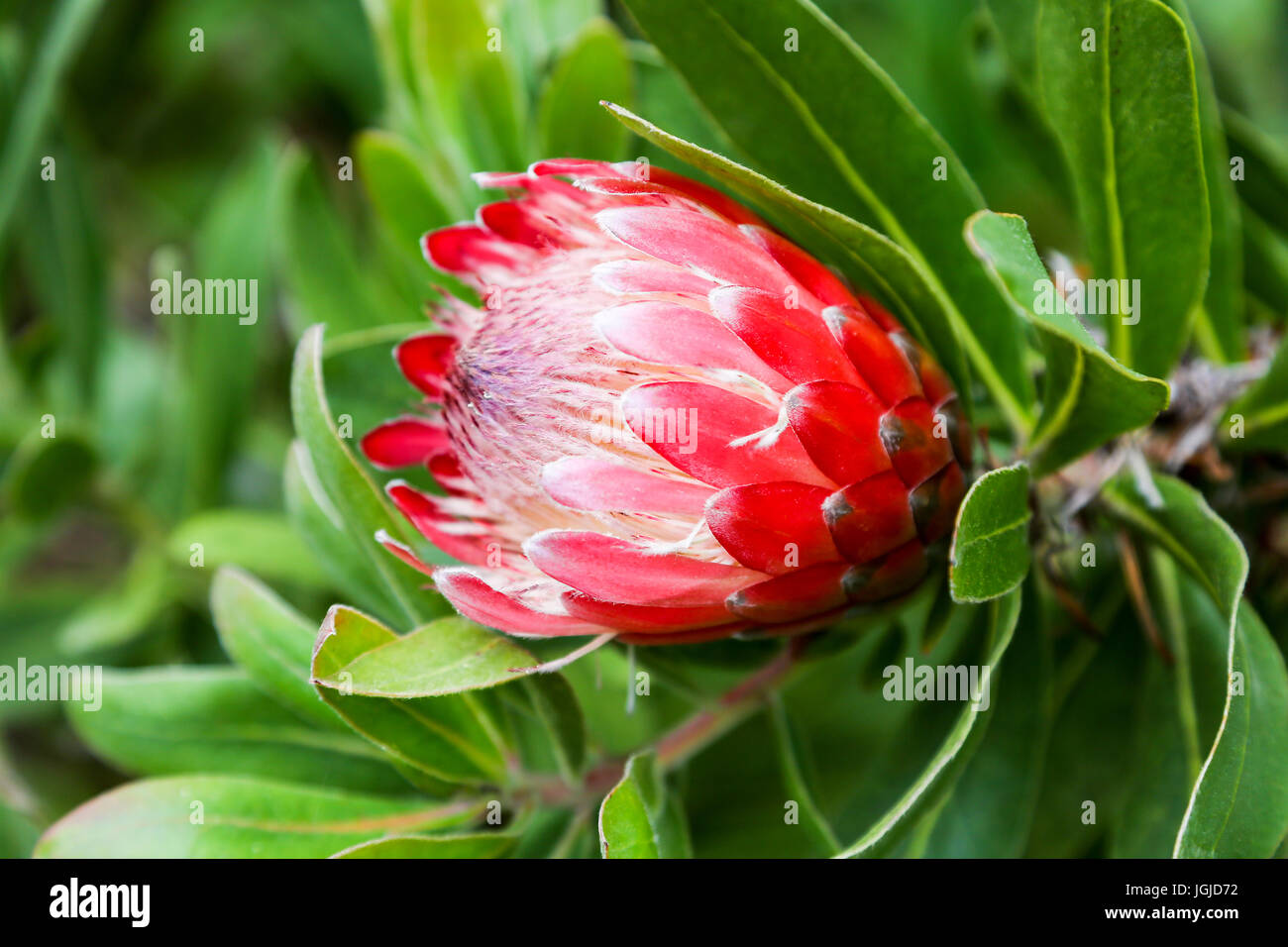Tresco Abtei Gärten, Tresco Insel, Isles of Scilly, England, Vereinigtes Königreich. Stockfoto Tresco Abtei Gärten, Tresco Insel, Isles of Scilly, England, Vereinigtes Königreich. Stockfoto