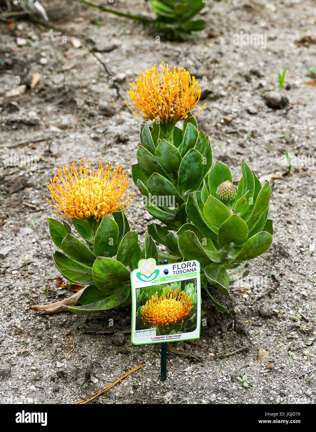 Isles of Scilly, England, Vereinigtes Königreich, Leucospermum Cordifolium Ibrido "Kupfer Karneval" Tresco Abbey Gardens, Tresco Insel. Stockfoto Isles of Scilly, England, Vereinigtes Königreich, Leucospermum Cordifolium Ibrido "Kupfer Karneval" Tresco Abbey Gardens, Tresco Insel. Stockfoto