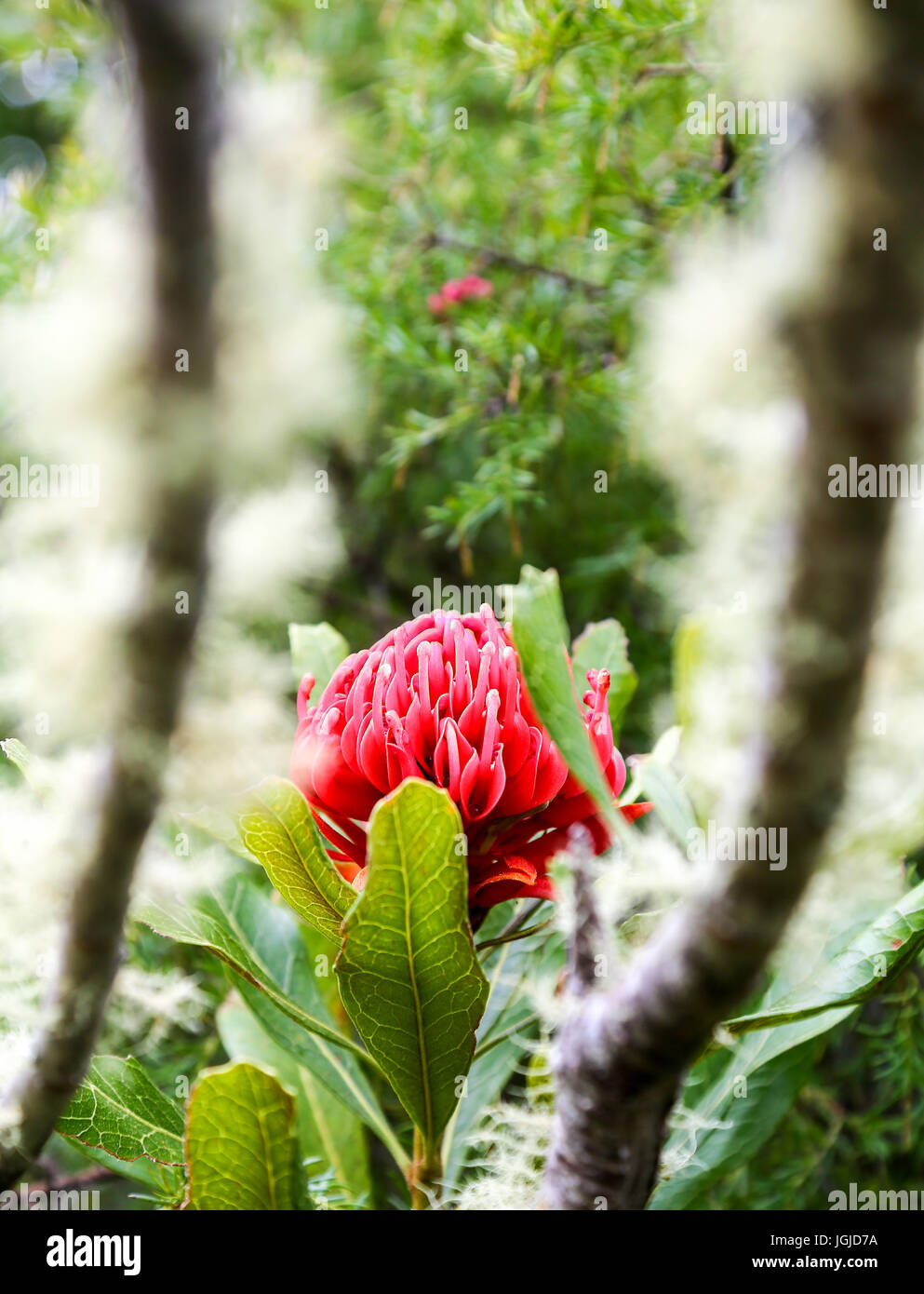 Die roten Blüten der Leucospermum Glabrum "Scarlet Ribbons" in Tresco Abbey Gardens, Tresco Insel, Isles of Scilly, England, Vereinigtes Königreich. Stockfoto Die roten Blüten der Leucospermum Glabrum "Scarlet Ribbons" in Tresco Abbey Gardens, Tresco Insel, Isles of Scilly, England, Vereinigtes Königreich. Stockfoto