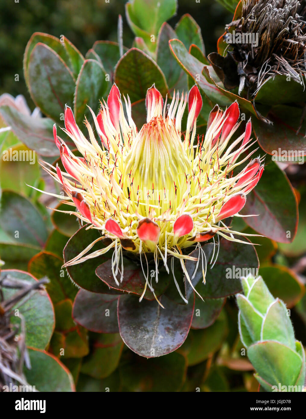 Eine Blüte der Protea Eximia in Tresco Abbey Gardens, Tresco Insel, Isles of Scilly, England, Vereinigtes Königreich. Stockfoto Eine Blüte der Protea Eximia in Tresco Abbey Gardens, Tresco Insel, Isles of Scilly, England, Vereinigtes Königreich. Stockfoto