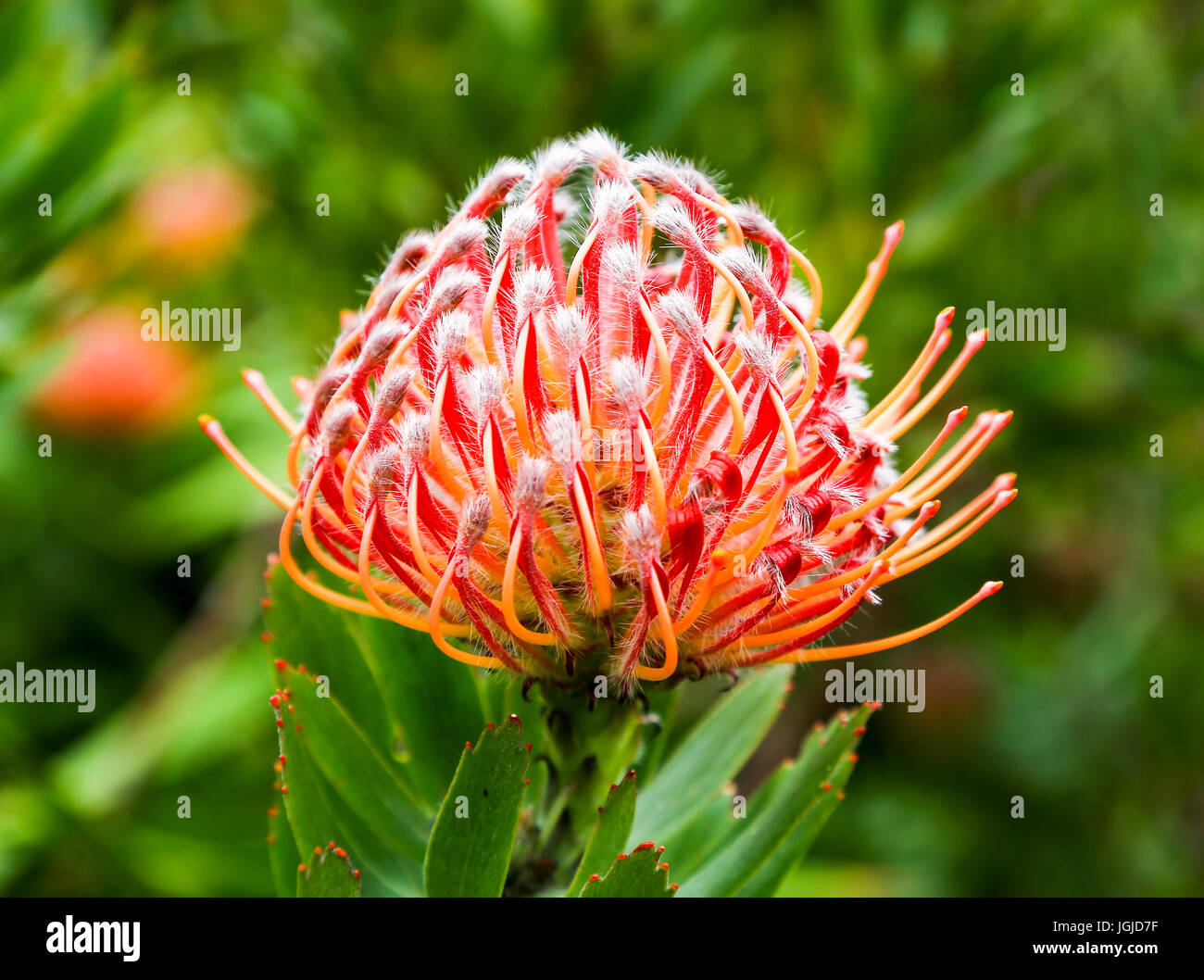 Die roten Blüten der Leucospermum Glabrum "Scarlet Ribbons" in Tresco Abbey Gardens, Tresco Insel, Isles of Scilly, England, Vereinigtes Königreich. Stockfoto Die roten Blüten der Leucospermum Glabrum "Scarlet Ribbons" in Tresco Abbey Gardens, Tresco Insel, Isles of Scilly, England, Vereinigtes Königreich. Stockfoto