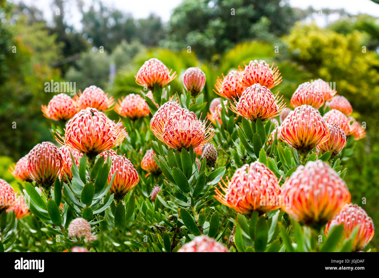Die roten Blüten der Leucospermum Glabrum "Scarlet Ribbons" in Tresco Abbey Gardens, Tresco Insel, Isles of Scilly, England, Vereinigtes Königreich. Stockfoto Die roten Blüten der Leucospermum Glabrum "Scarlet Ribbons" in Tresco Abbey Gardens, Tresco Insel, Isles of Scilly, England, Vereinigtes Königreich. Stockfoto