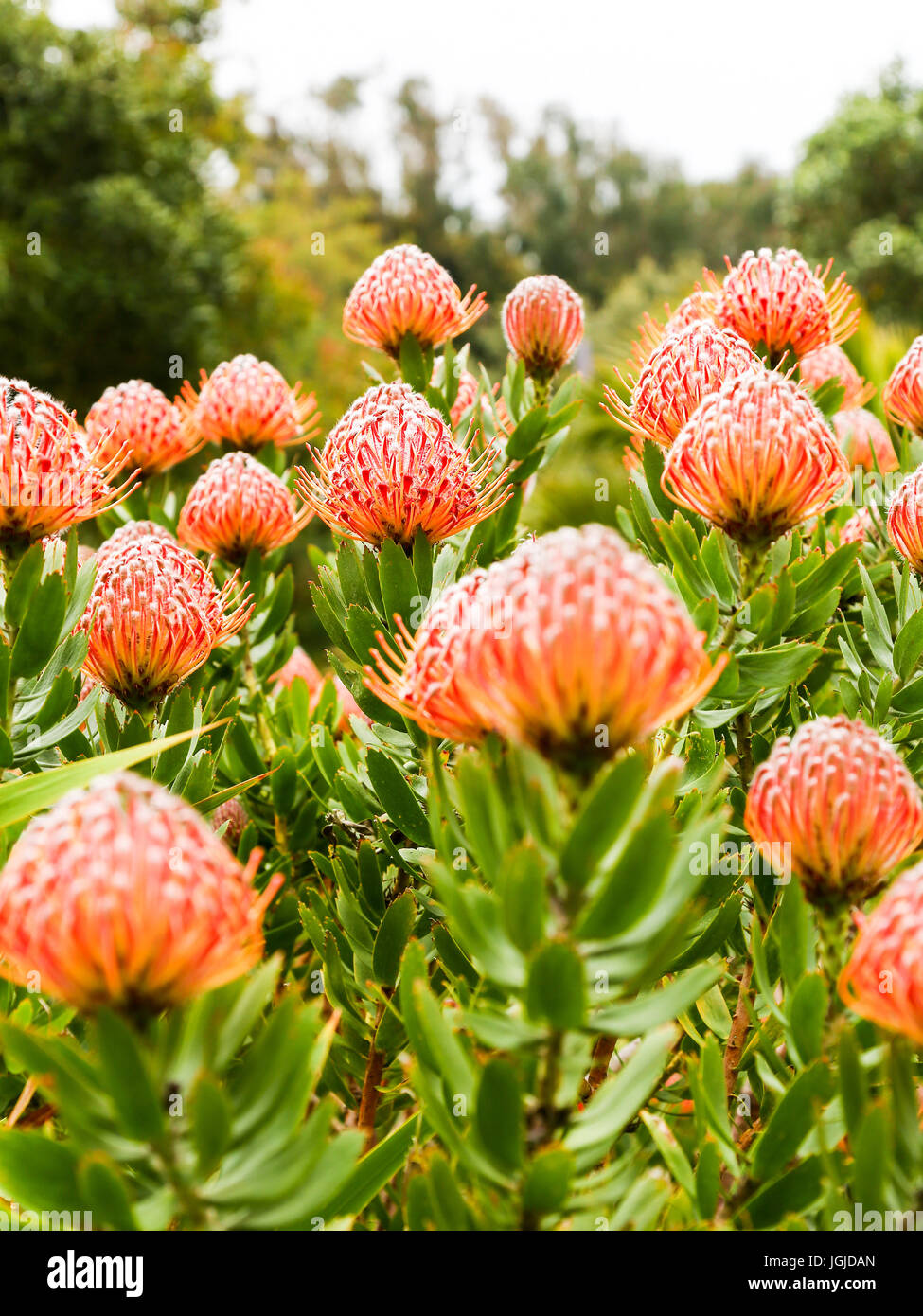 Die roten Blüten der Leucospermum Glabrum "Scarlet Ribbons" in Tresco Abbey Gardens, Tresco Insel, Isles of Scilly, England, Vereinigtes Königreich. Stockfoto Die roten Blüten der Leucospermum Glabrum "Scarlet Ribbons" in Tresco Abbey Gardens, Tresco Insel, Isles of Scilly, England, Vereinigtes Königreich. Stockfoto
