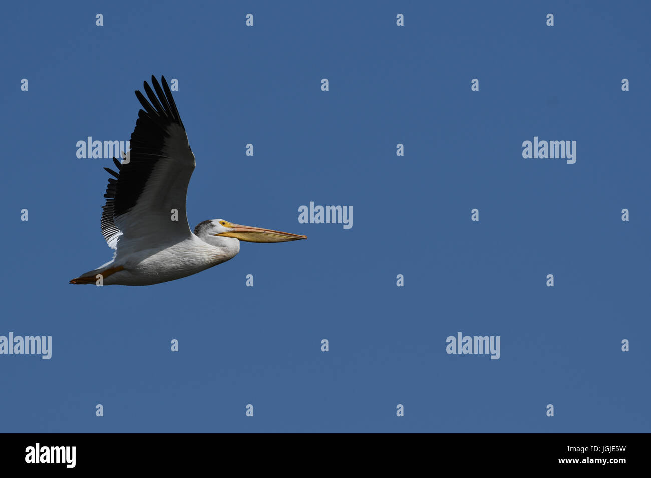American White Pelican im Flug Stockfoto