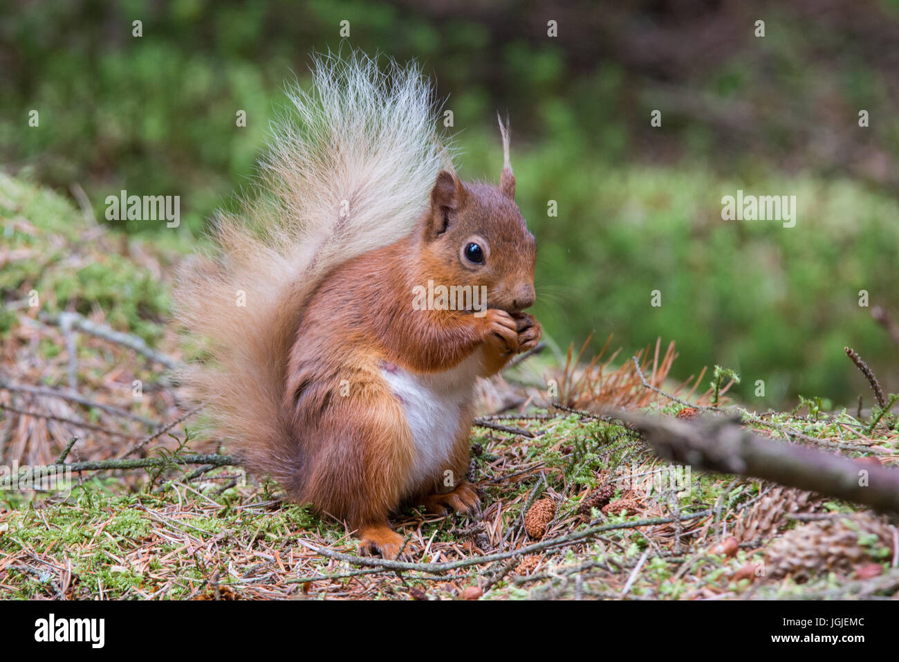 Eichhörnchen (Sciurus Vulgaris) Stockfoto