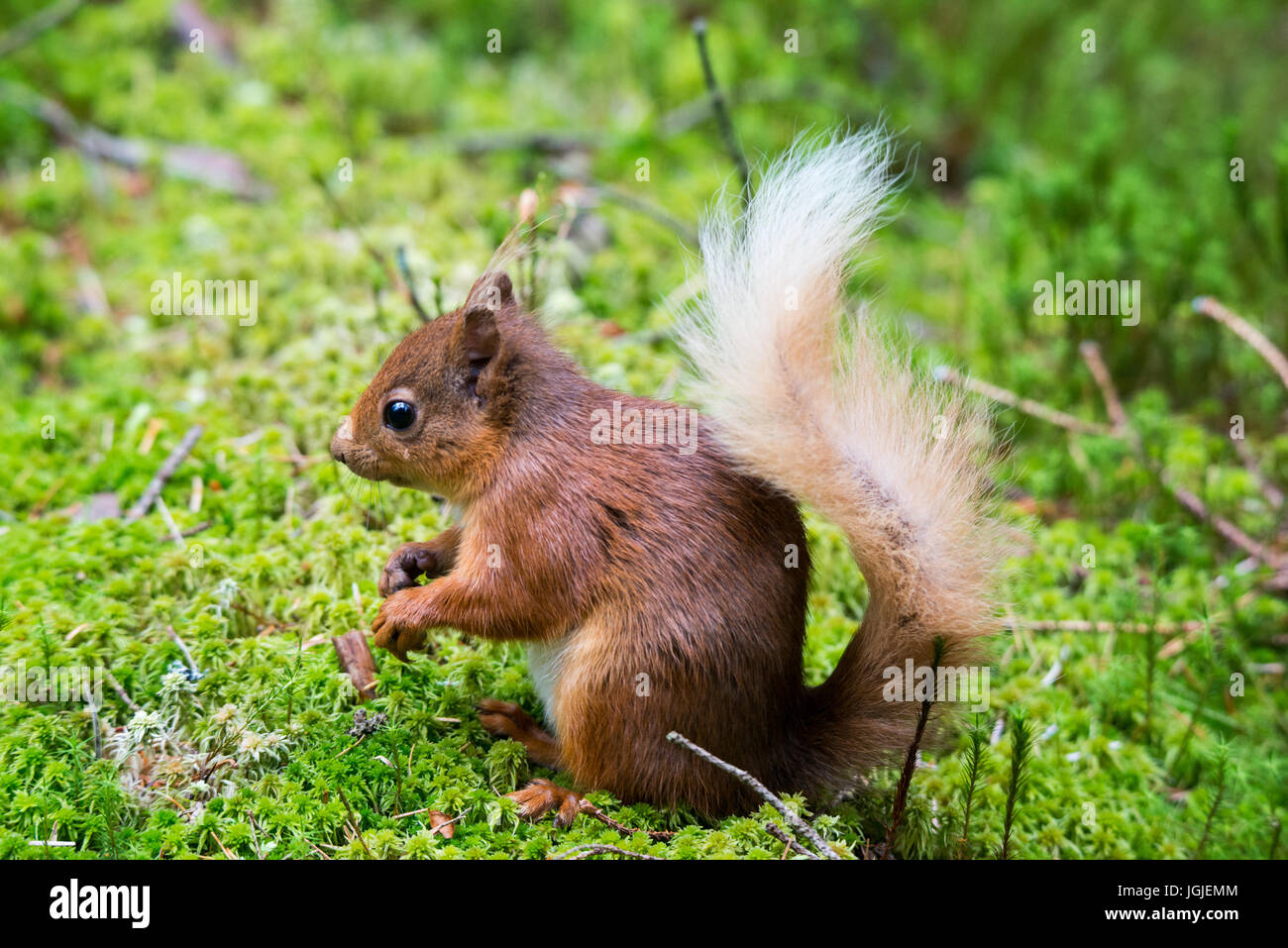 Eichhörnchen (Sciurus Vulgaris) Stockfoto