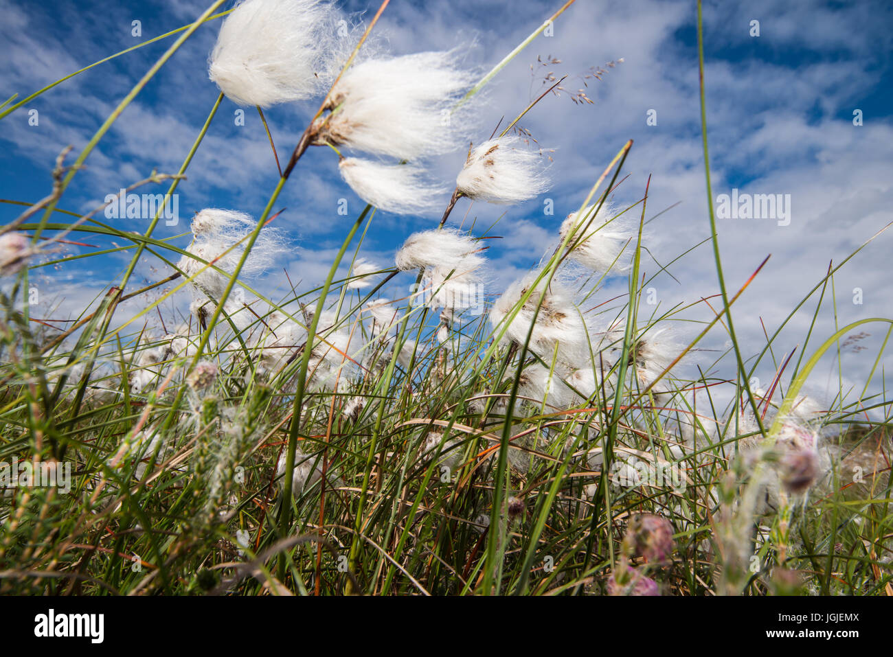 Baumwolle grass (Wollgras Angustifolium), eine nasse Heide Pflanze und Wolken Stockfoto