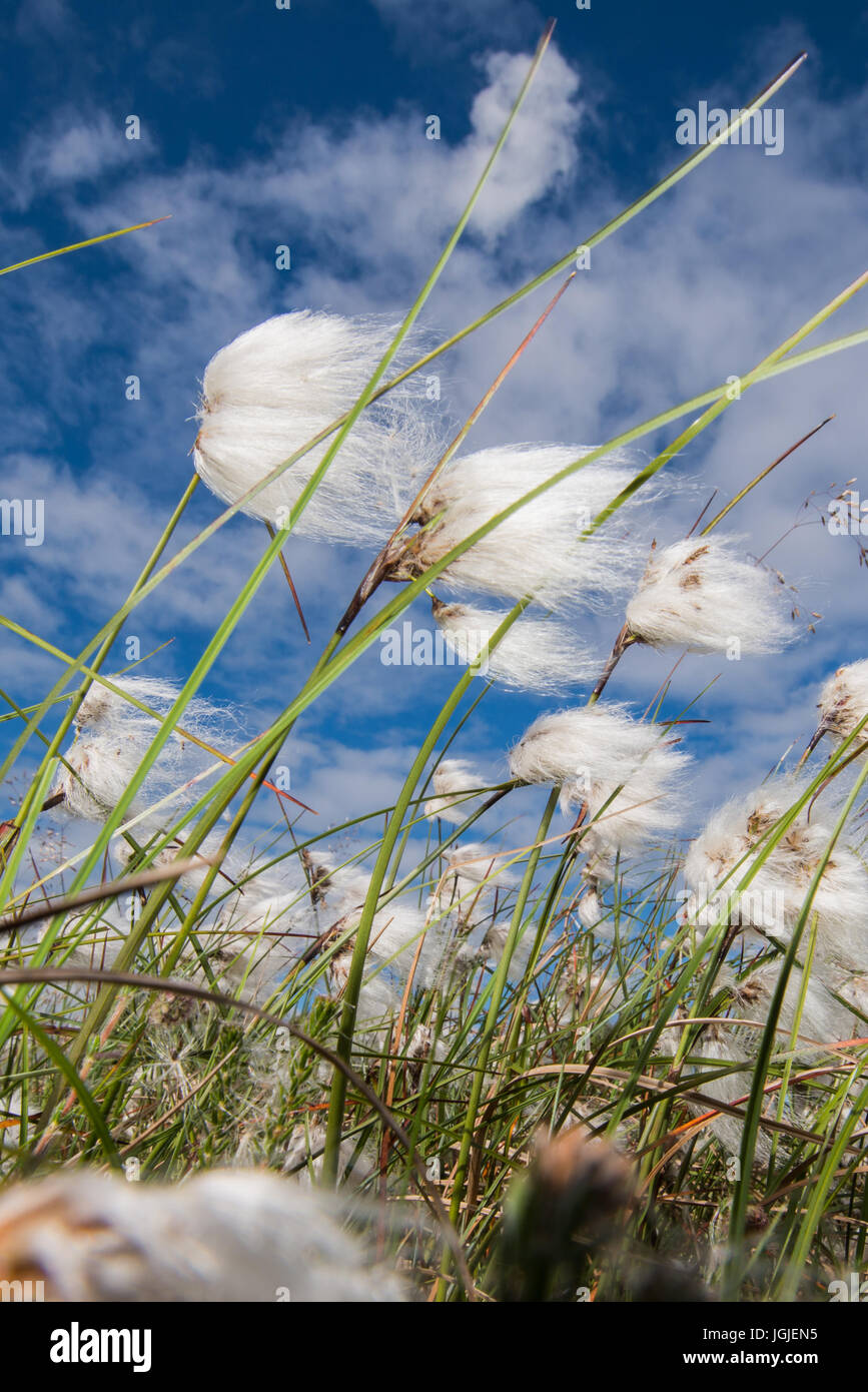 Baumwolle grass (Wollgras Angustifolium), eine nasse Heide Pflanze und Wolken Stockfoto
