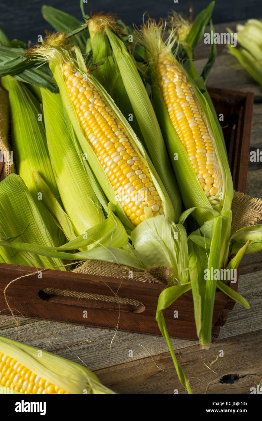 Rohe organische gelben Maiskolben fertig zum Verzehr Stockfoto