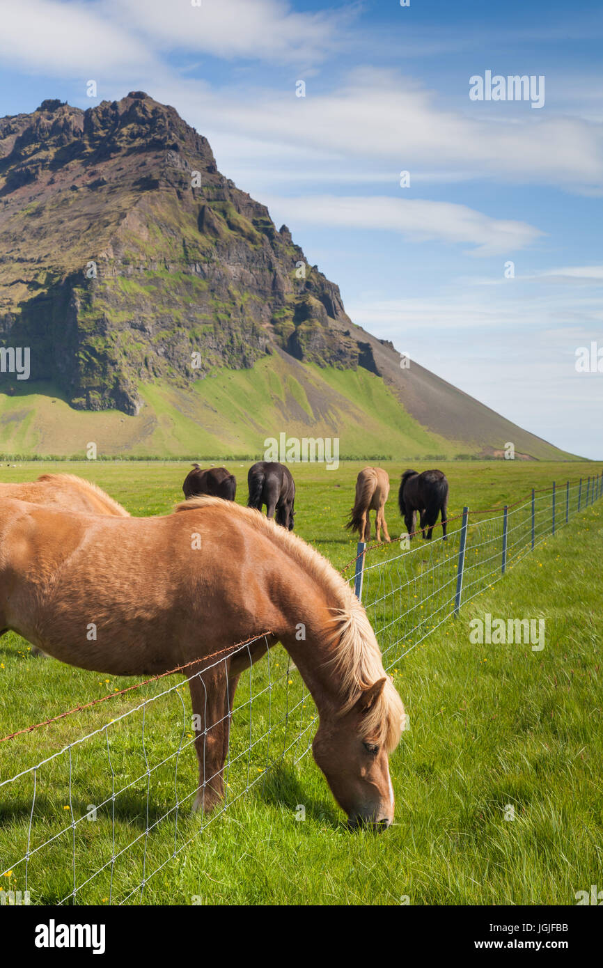 Islandpferde grasen am Straßenrand Stockfoto