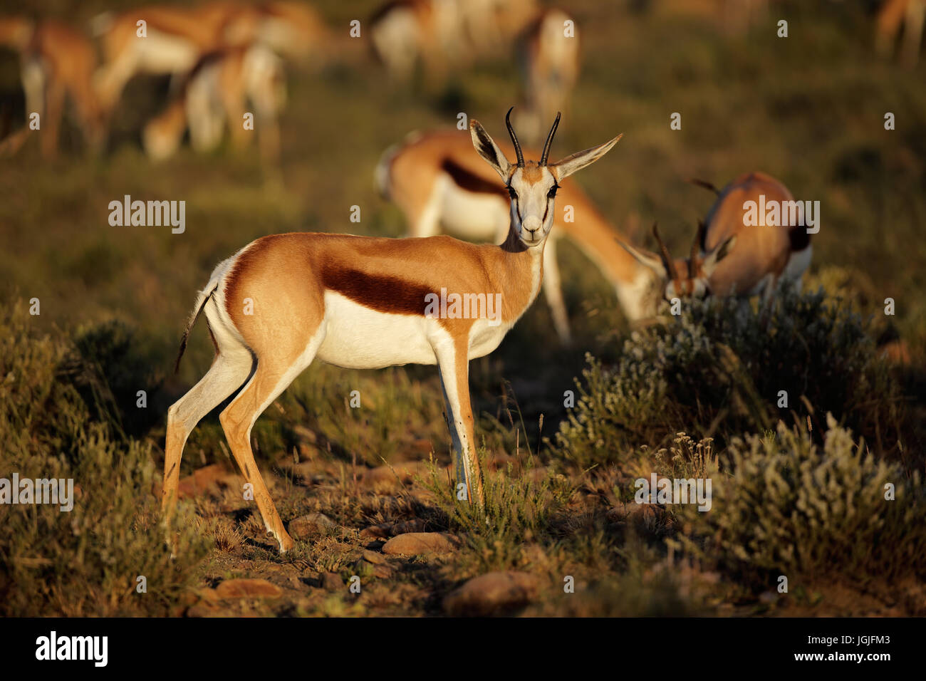 Springbok-Antilopen (Antidorcas Marsupialis) im natürlichen Lebensraum, Südafrika Stockfoto