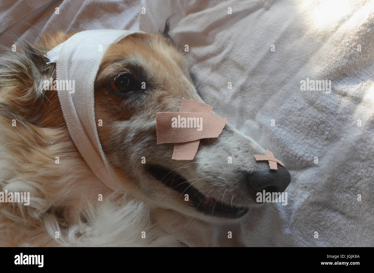 "Kranken Hund" - Barsoi Hund mit Bandage und Gips verziert. Einfach jetzt, das war nur ein Setup! Stockfoto