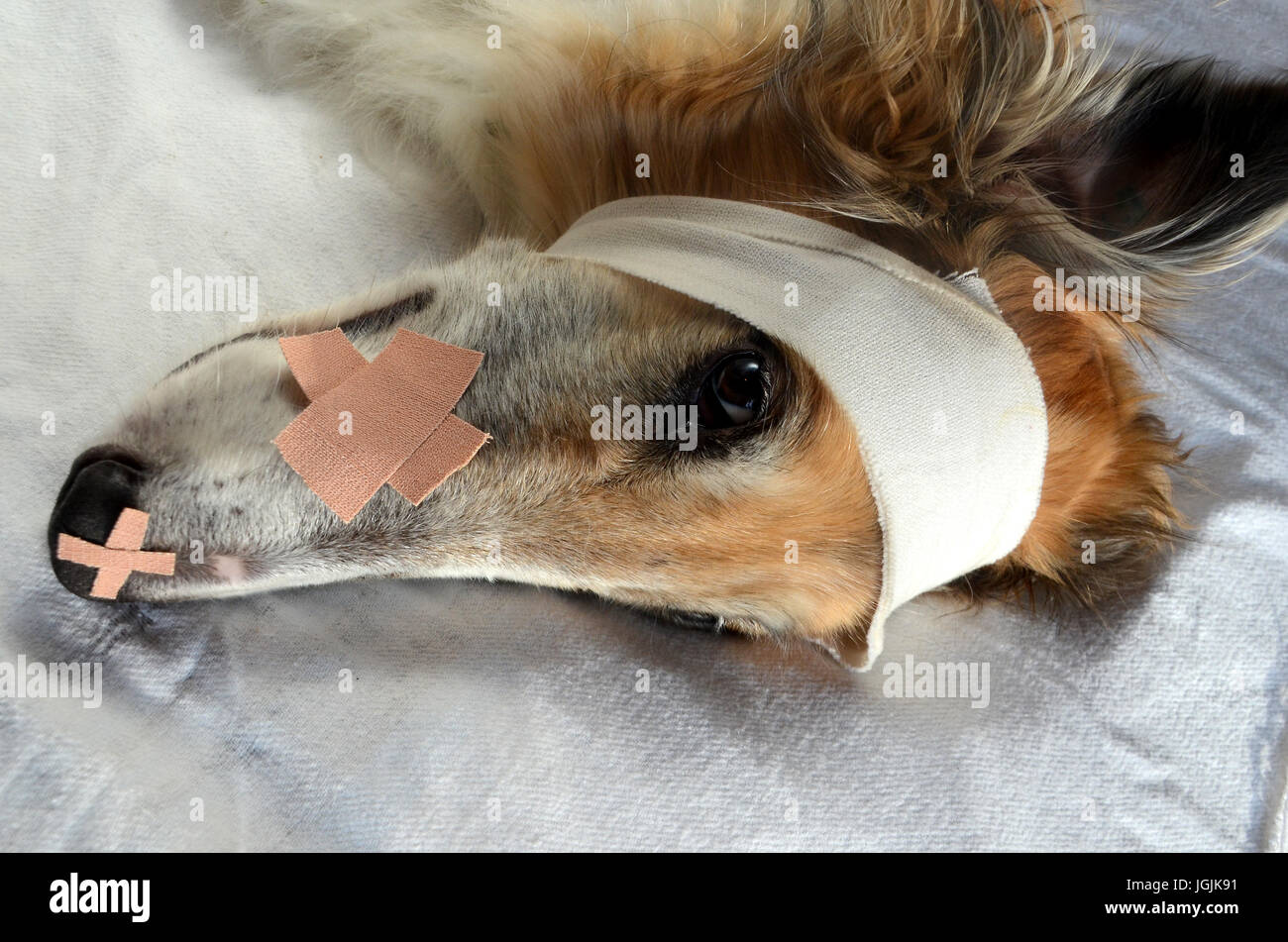 "Kranken Hund" - Barsoi Hund mit Bandage und Gips verziert. Einfach jetzt, das war nur ein Setup! Stockfoto