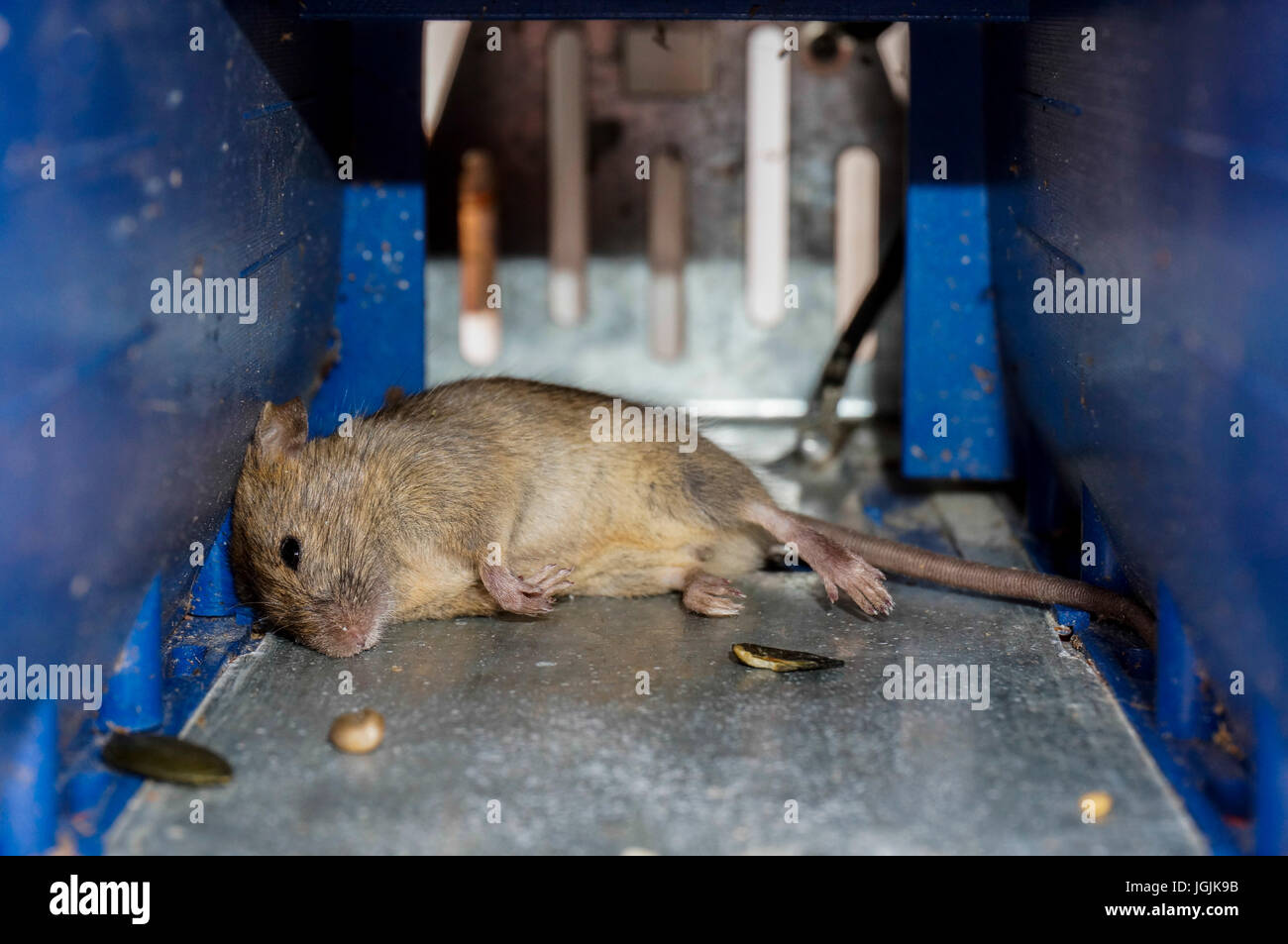 Eine tote Maus in einem kleinen, batteriebetriebenen Trap, durch Stromschlag getötet, mit dem Korn Köder auf dem Boden. Stockfoto Eine tote Maus in einem kleinen, batteriebetriebenen Trap, durch Stromschlag getötet, mit dem Korn Köder auf dem Boden. Stockfoto