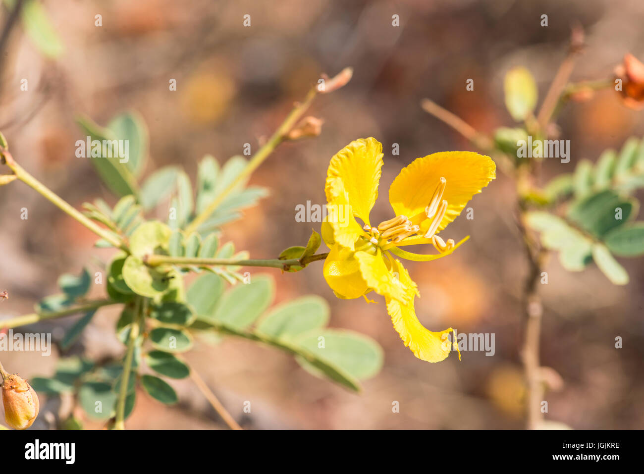 Eine leuchtende gelbe Blüte von der Akazie bringt jubeln die trockene Mayureshwar Wildlife Sanctuary in Indien Stockfoto